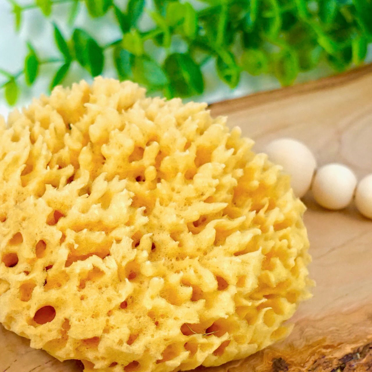 Sea Sponge, Sustainably Harvested - Simply Bliss