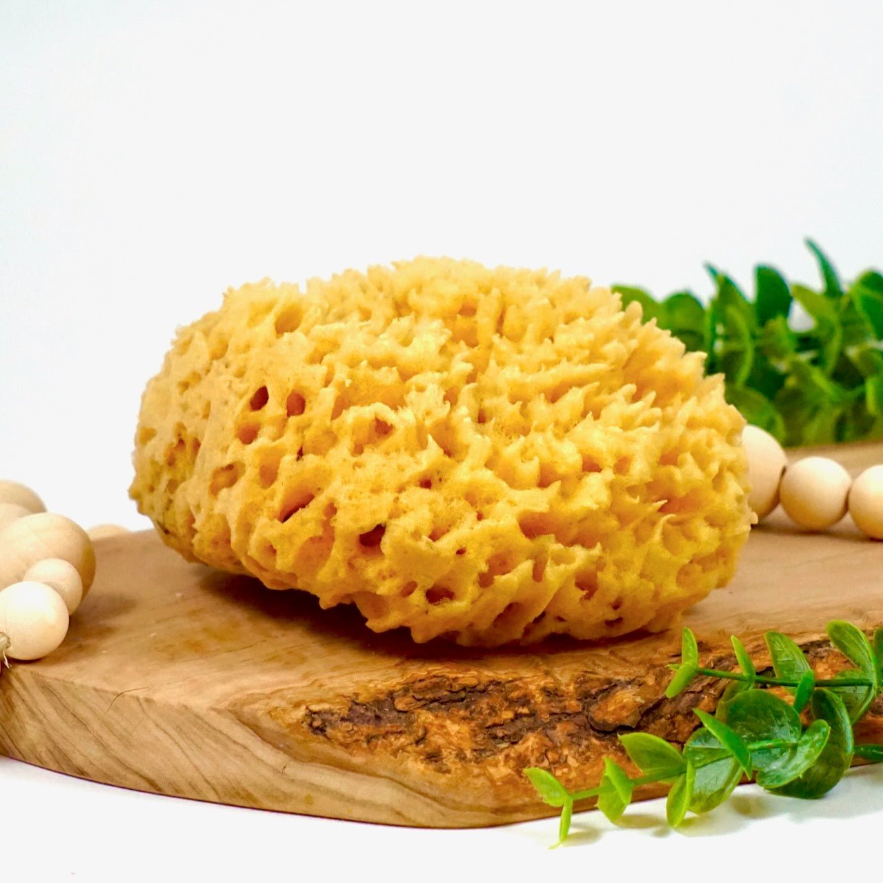 BULK 5pc SEA Sponge, 4-5 Size, Natural, Yellow, Bath, Cosmetic, Soap,  Natural & Sustainably Harvested, Free USA Ship, Two Wild Hares